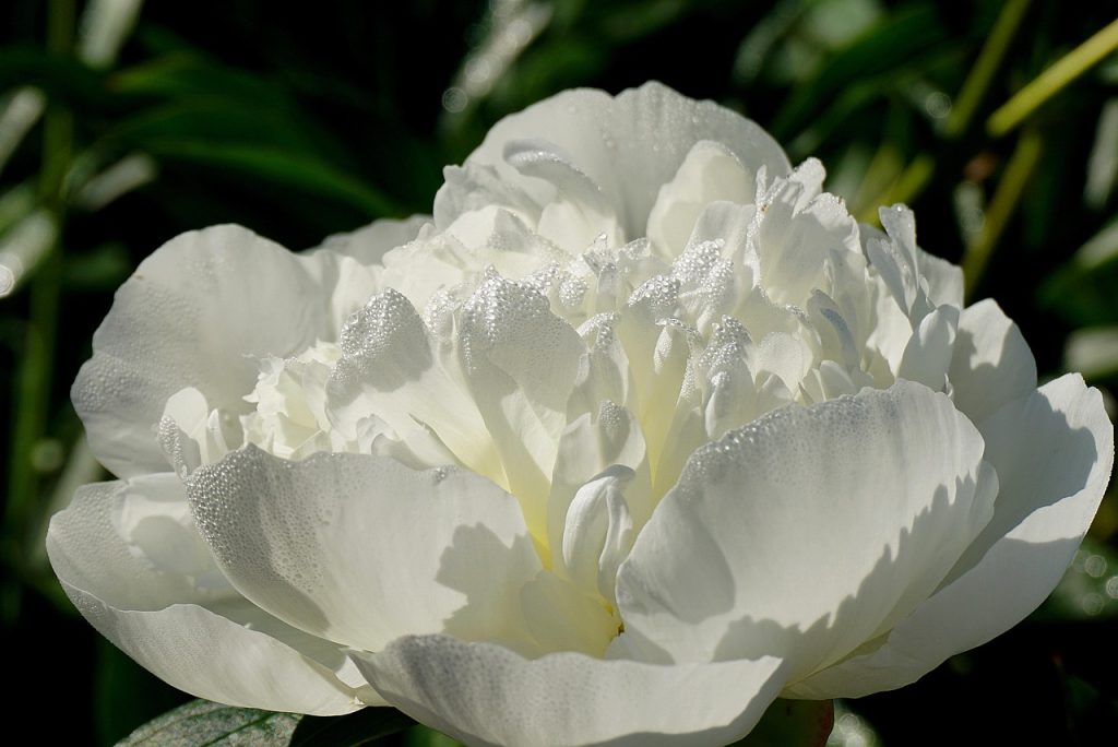 flower, peony, plants, cereal, flower wallpaper, herb, botany, garden, flora, spring, close up, blooming, gardening, nature, white, flower background, bloom, peony flower, beautiful flowers, sending out the holy spirit, has blossomed