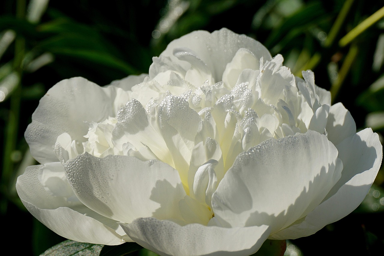 flower, peony, plants, cereal, flower wallpaper, herb, botany, garden, flora, spring, close up, blooming, gardening, nature, white, flower background, bloom, peony flower, beautiful flowers, sending out the holy spirit, has blossomed